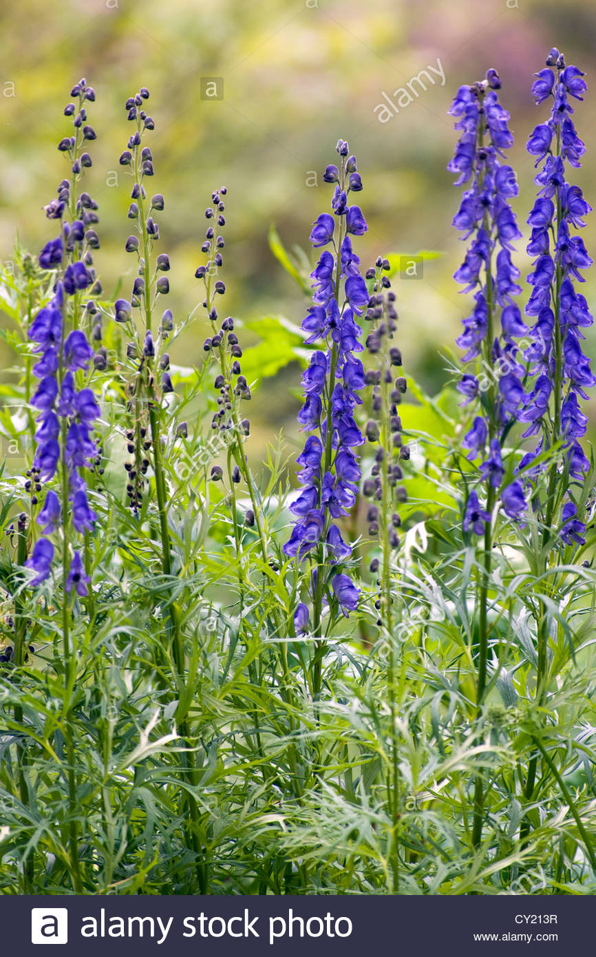 Aconitum Sp Wolfsbane Monkshood Stock Photo Royalty Free Image