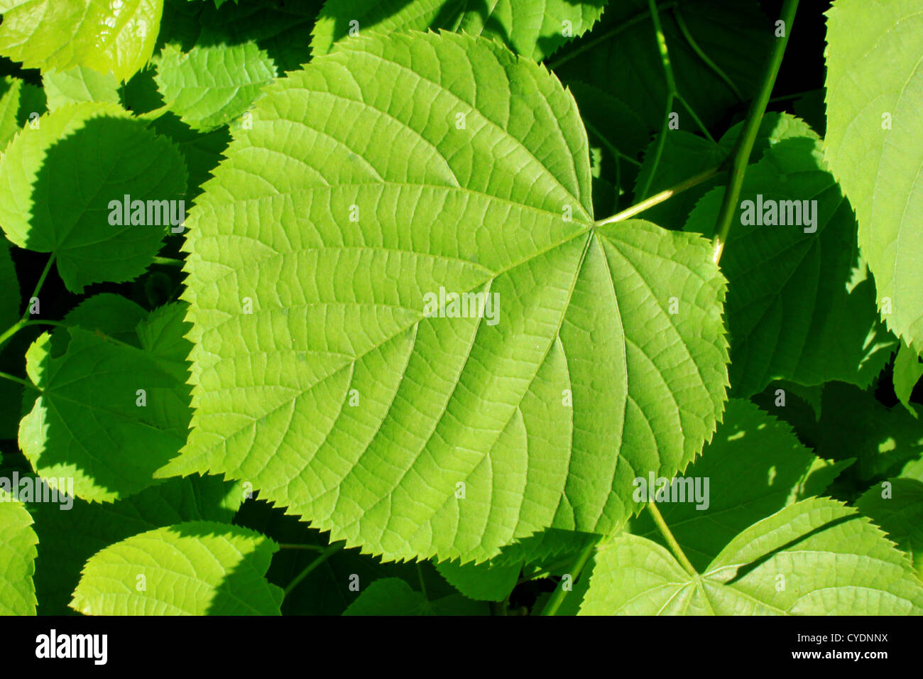 Linden Stock Photo, Royalty Free Image: 51318902 - Alamy