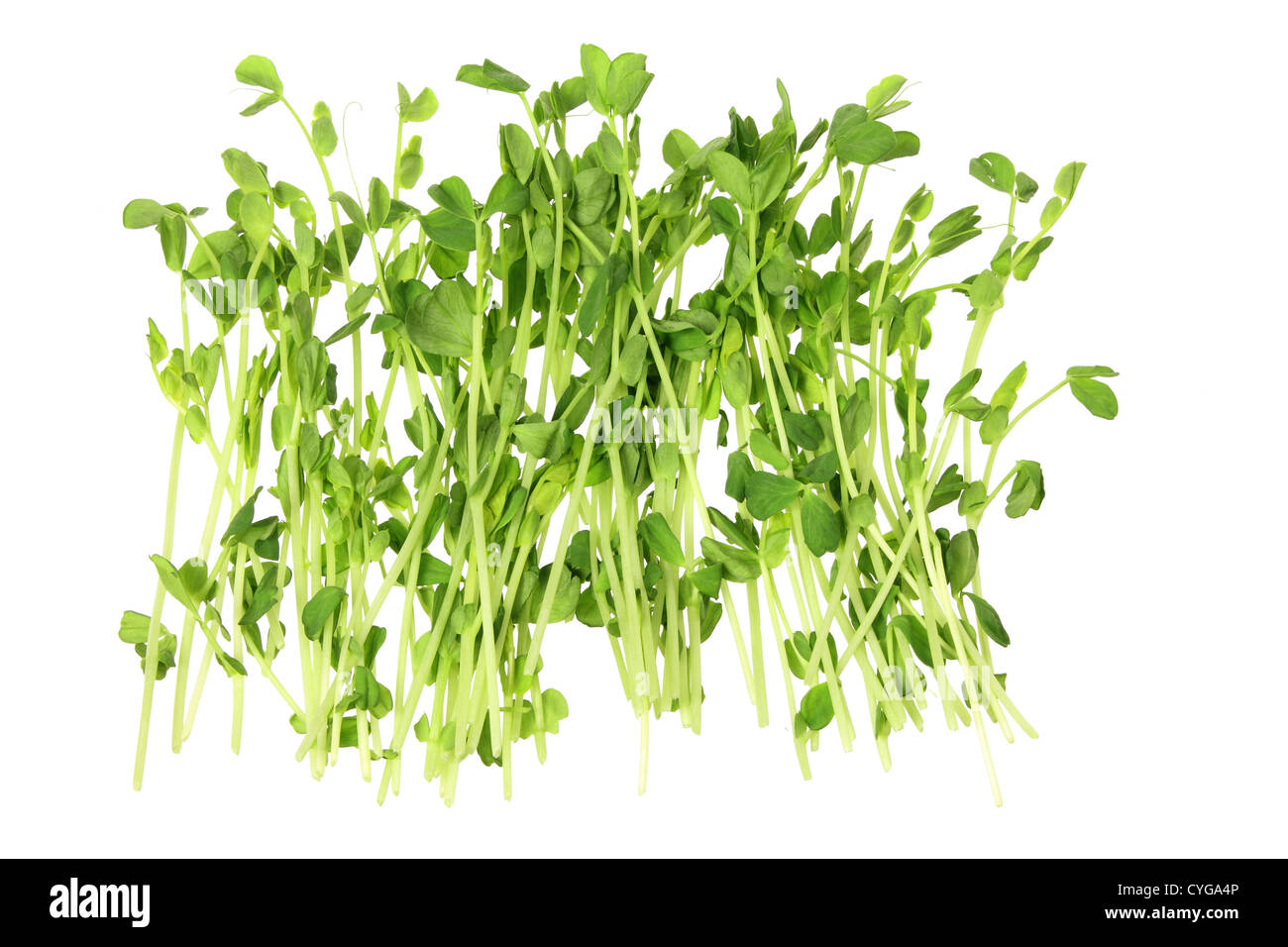 Snow Pea Sprouts Stock Photo Alamy