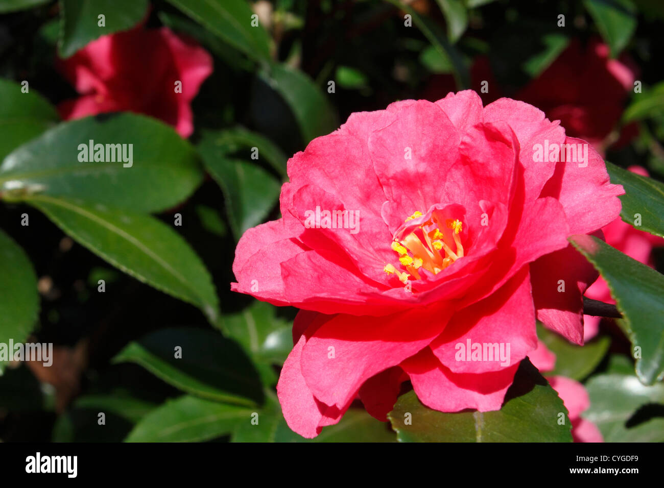 Hybrid Tea Rose Monica Hybrid Tea Rose Monica
