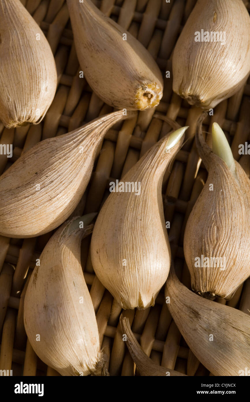 How Deep To Plant Iris Reticulata Bulbs