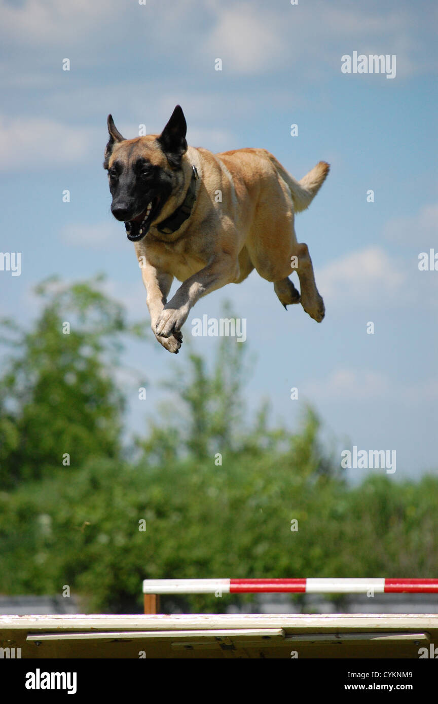 belgian malinois size at 6 months a belgian malinois stock photos u0026 a belgian malinois stock images belgian malinois size at 6 months a belgian malinois stock photos u0026 a belgian malinois stock images