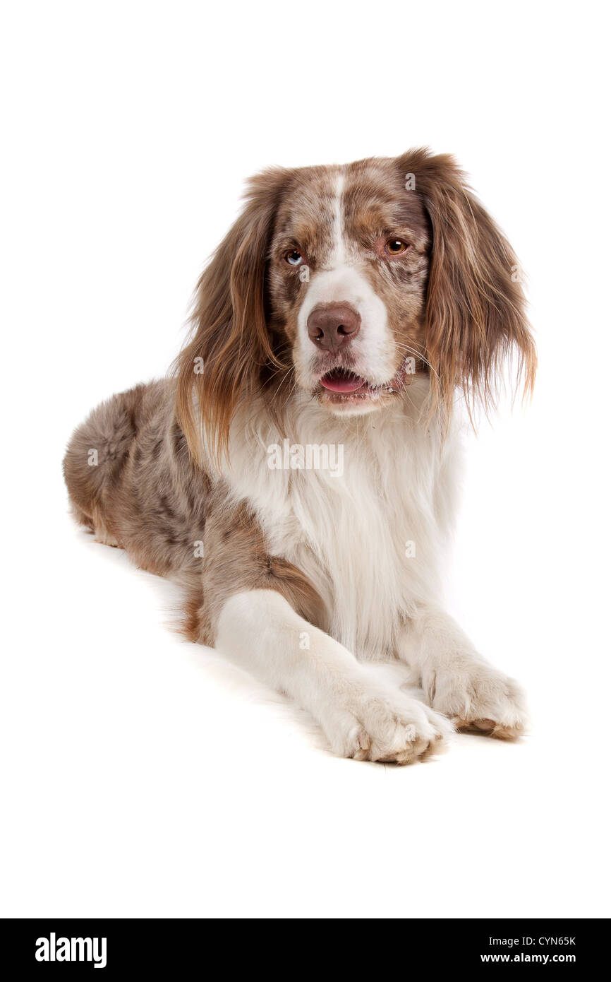 3 4 australian shepherd 1 4 blue heeler mixed australian shepherd stock photos u0026 mixed australian shepherd 3 4 australian shepherd 1 4 blue heeler mixed australian shepherd stock photos u0026 mixed australian shepherd