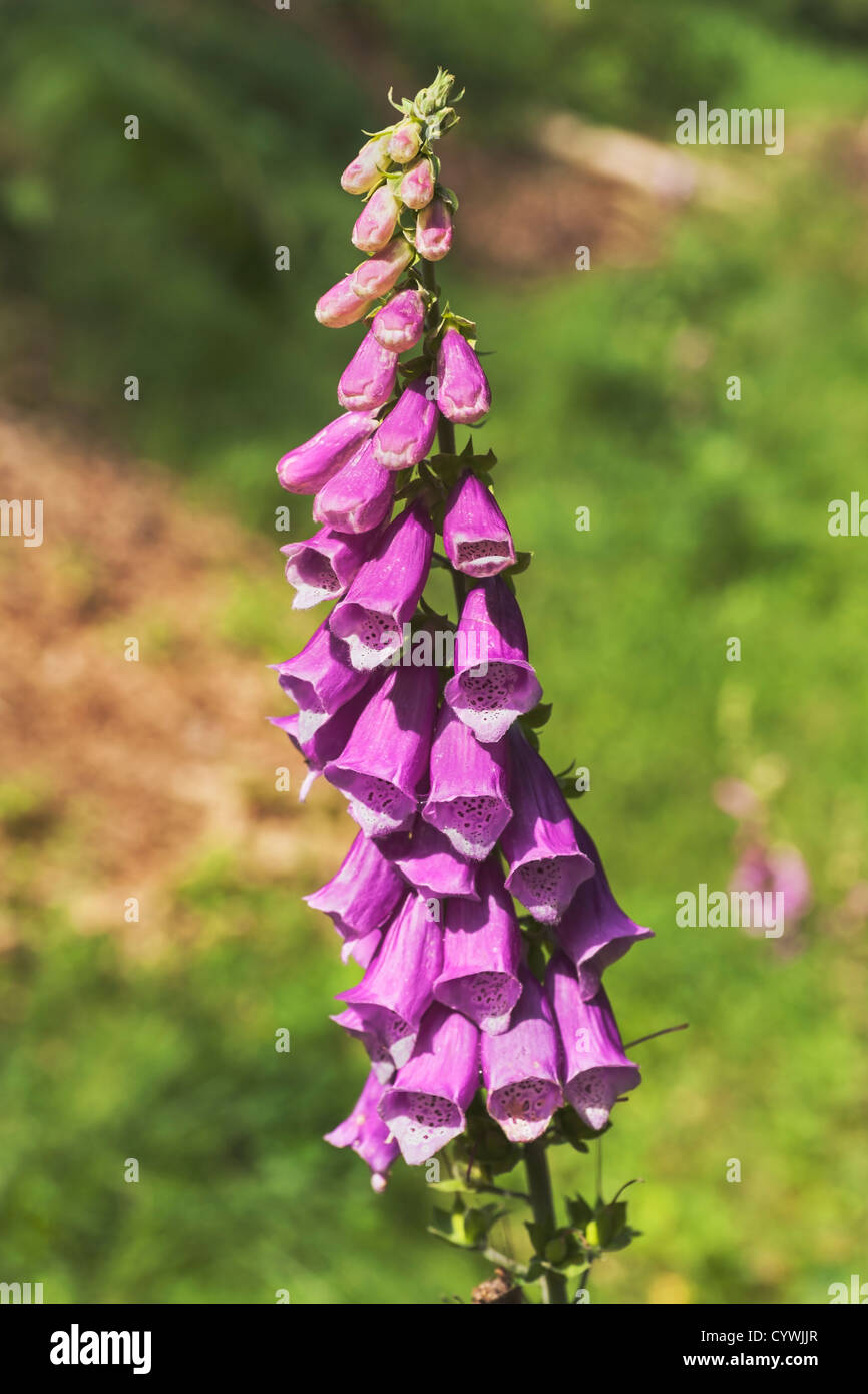 Digitalis Purpurea Is A Species Of Flowering Plant In The Genus Stock 