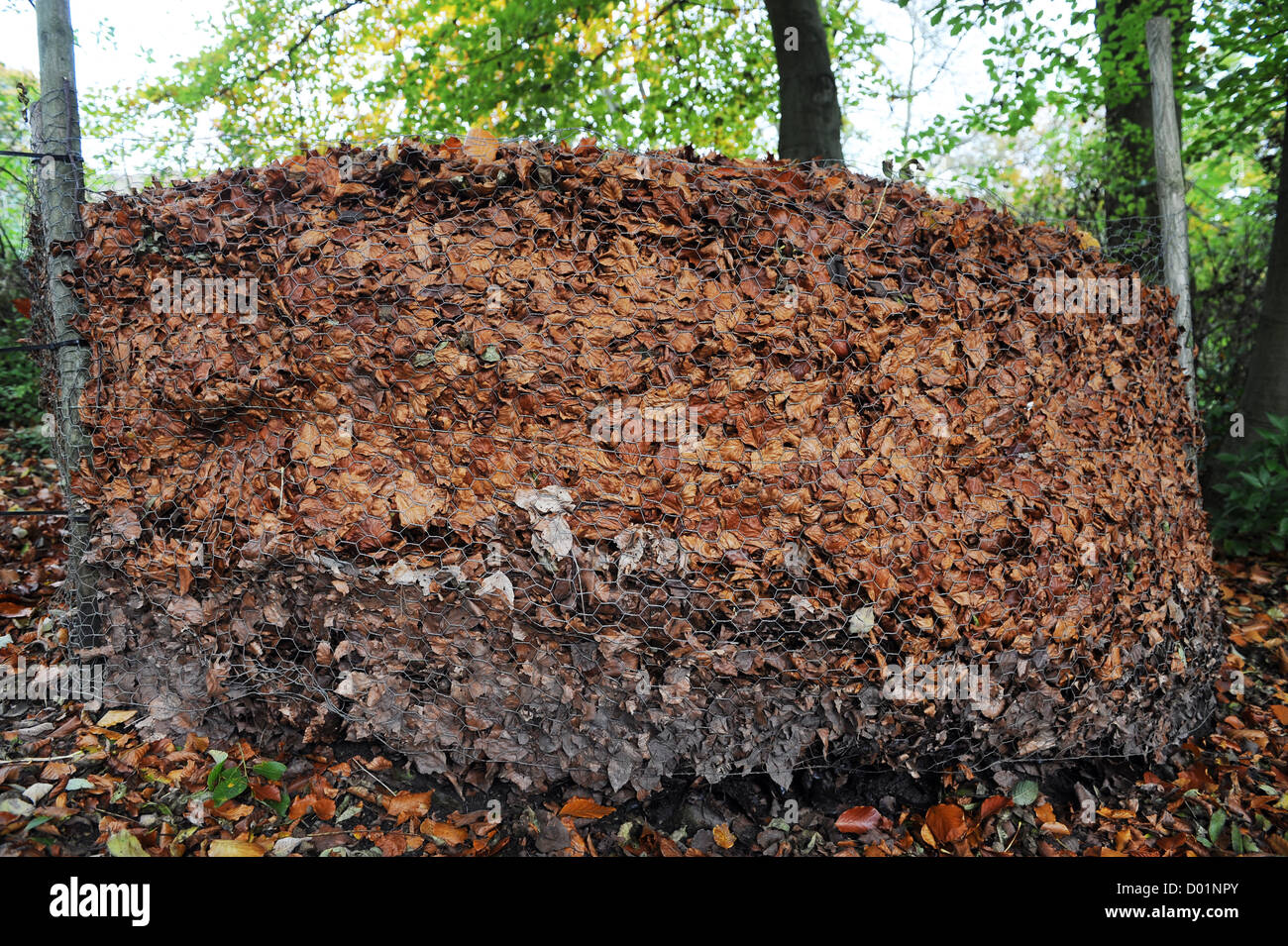 Autumn leaves in a leaf compost bin at Arden hall , north yorkshire Stock Photo, Royalty Free