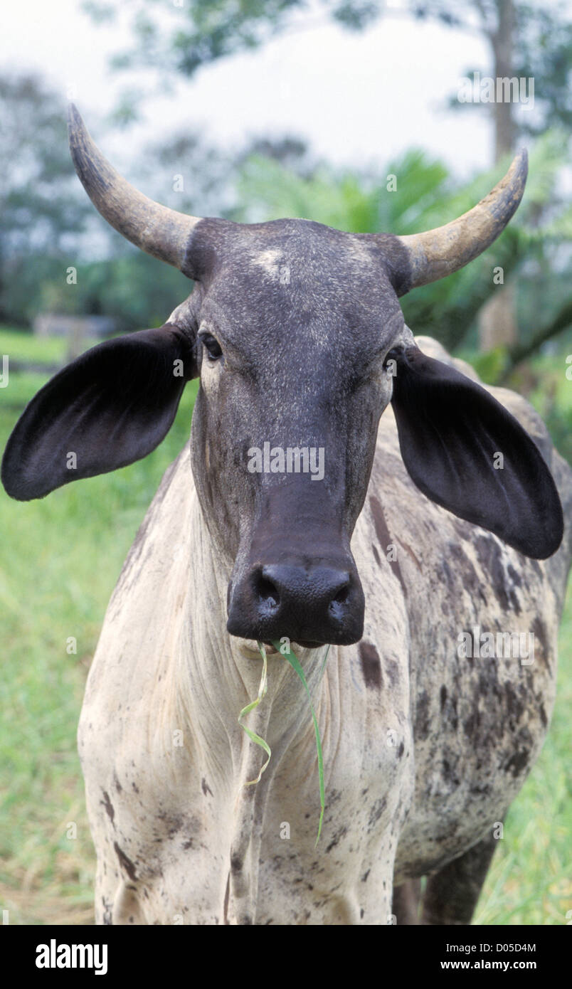 Costa Rican Horned Cattle Hi Res Stock Photography And Images Alamy