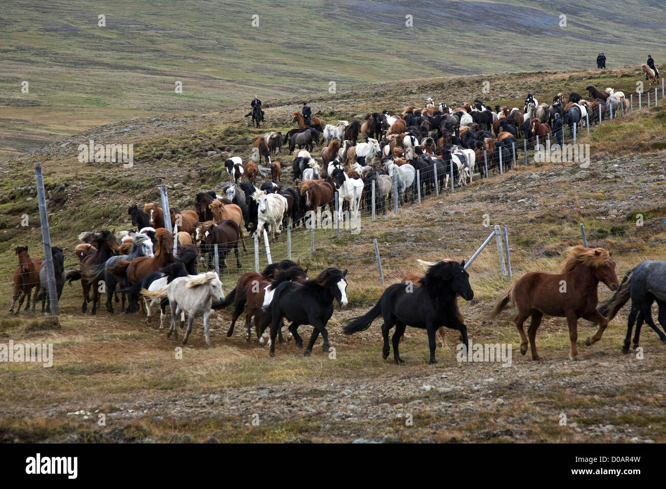 THE BIG ROUNDUP HERDS ICELANDIC HORSES ICELANDIC TRADITION THAT Stock