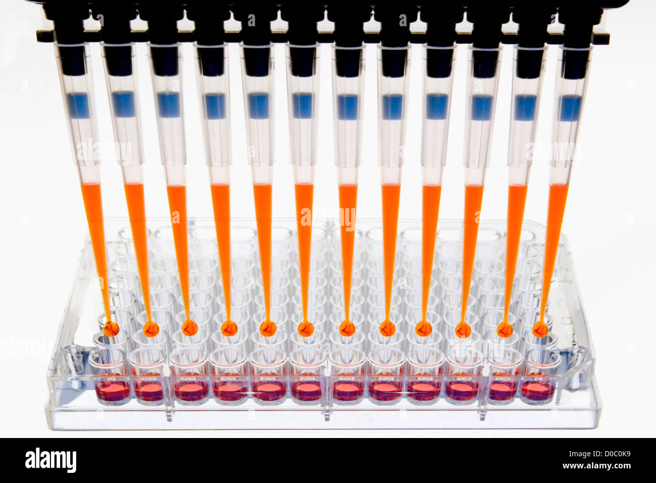 MultiChannel Pipette Dispensing Cell Culture Media Stock Photo, Royalty Free Image 51895069