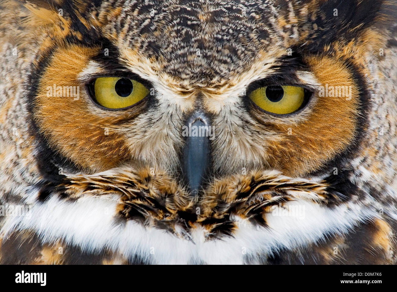 Tightly Cropped Portrait Of The Face Of A Great Horned Owl Bubo