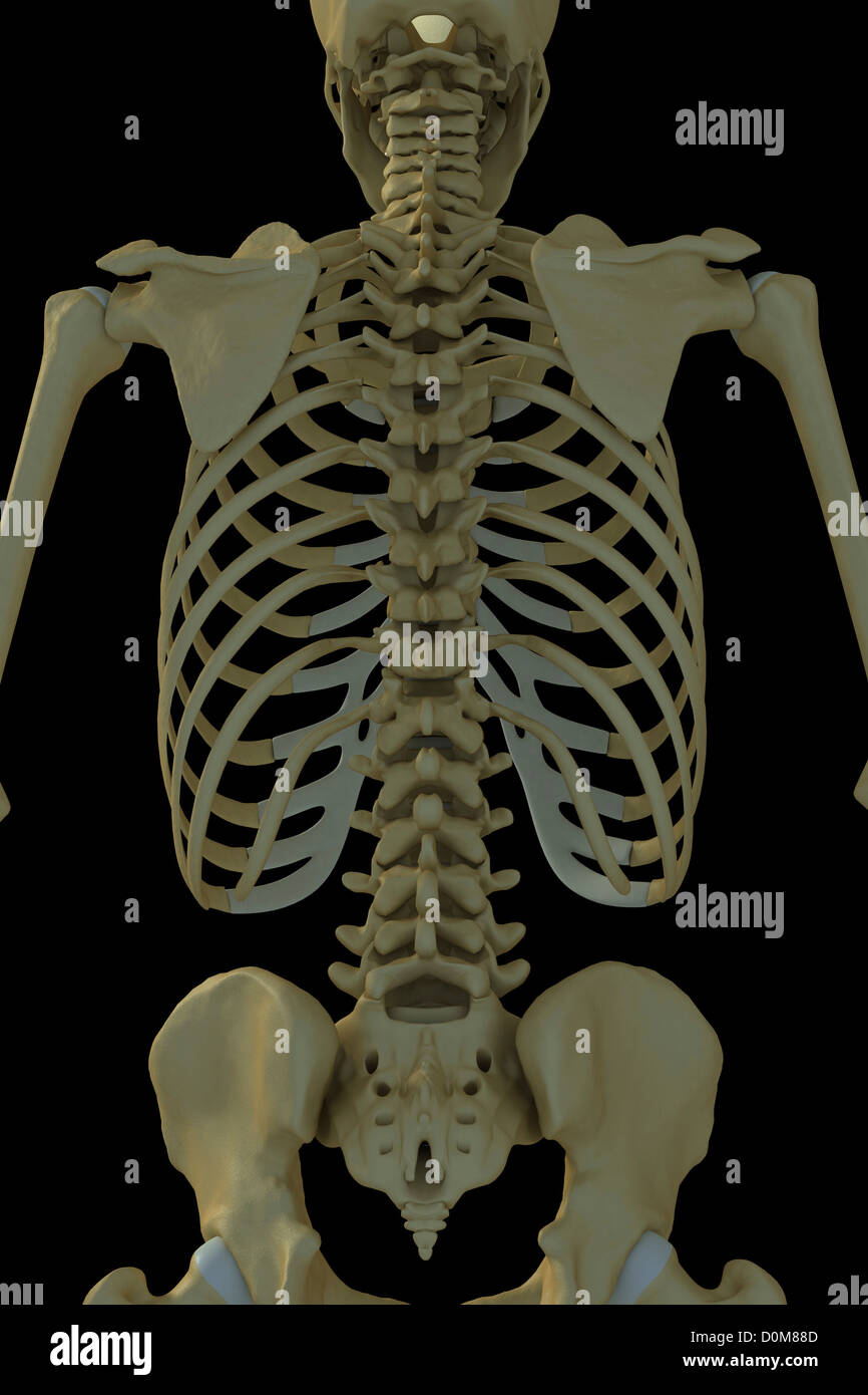 Human Body Back Side Bones / Human Back Bones | Back of Human Skeleton