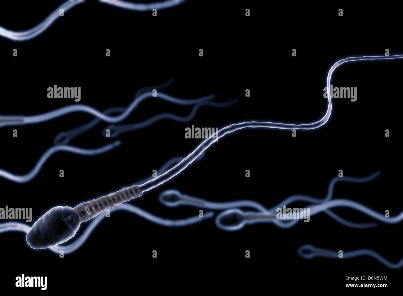 Fallopian tube sperm perfusion Fallopian tube sperm perfusion what