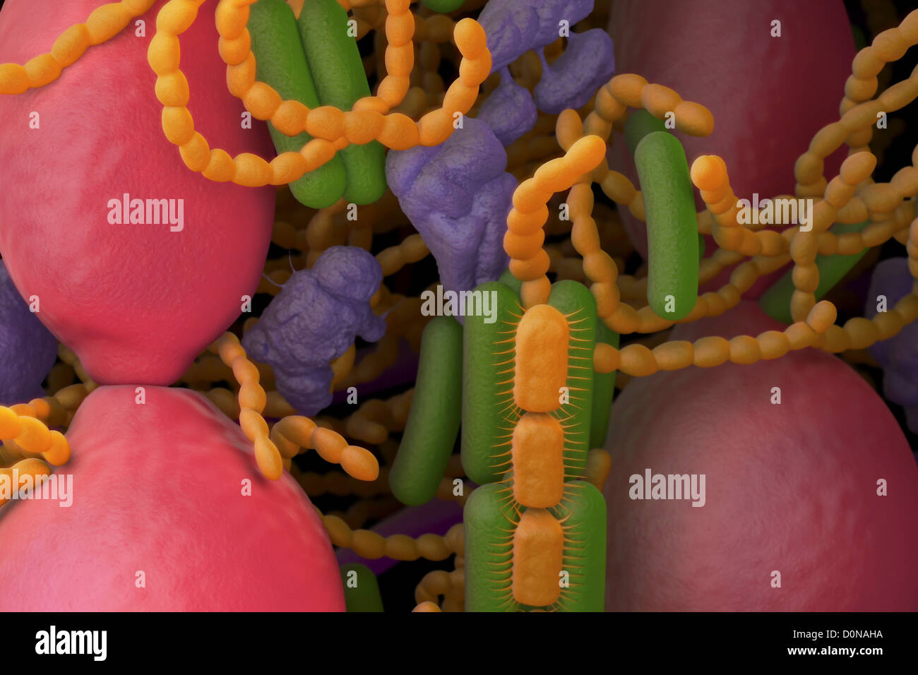 Bacteria Found In The Mouth 36