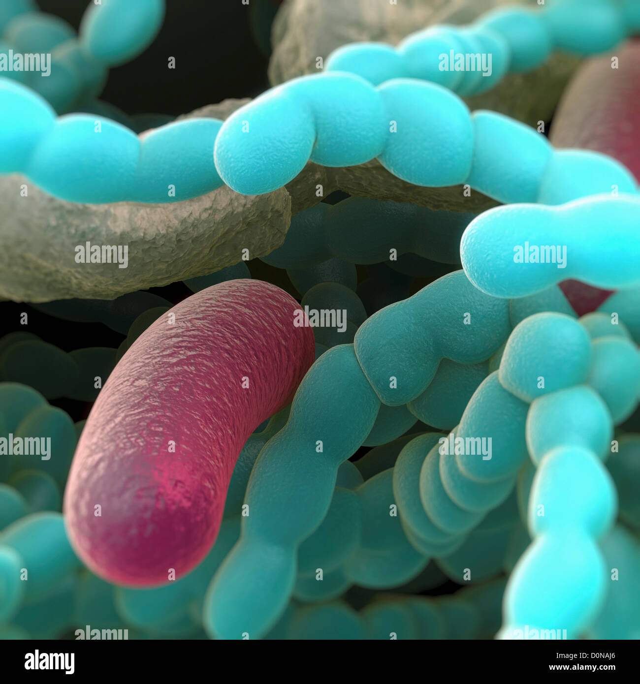 Bacteria Found In The Mouth 28