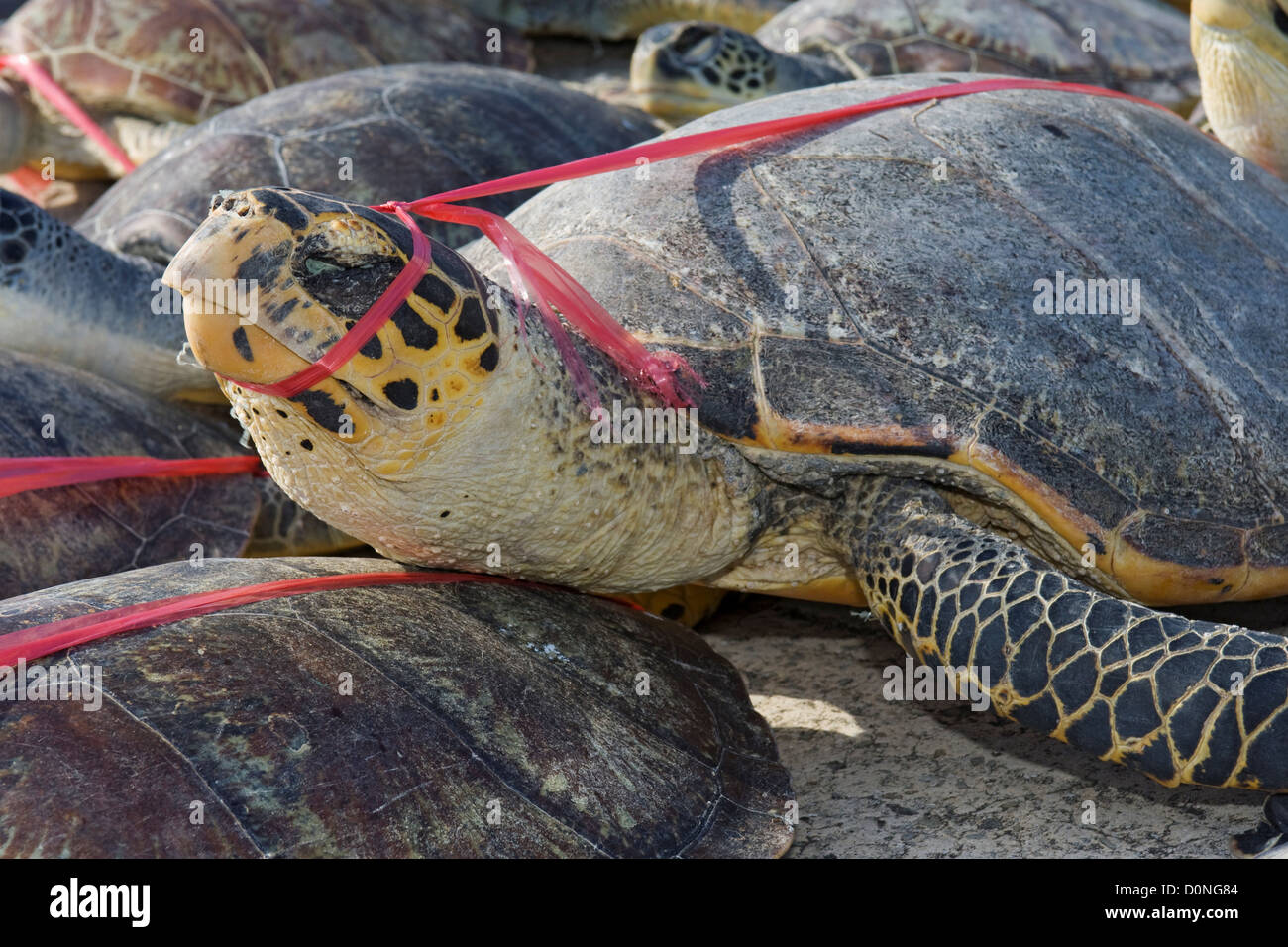 Dead sea turtles are lined up on dock after being unloaded boat Stock