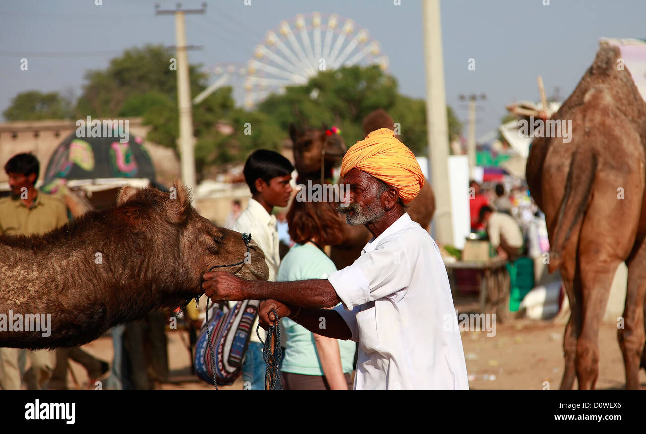 Indian Man With Camel During Festival In Pushkar Stock Photo Alamy