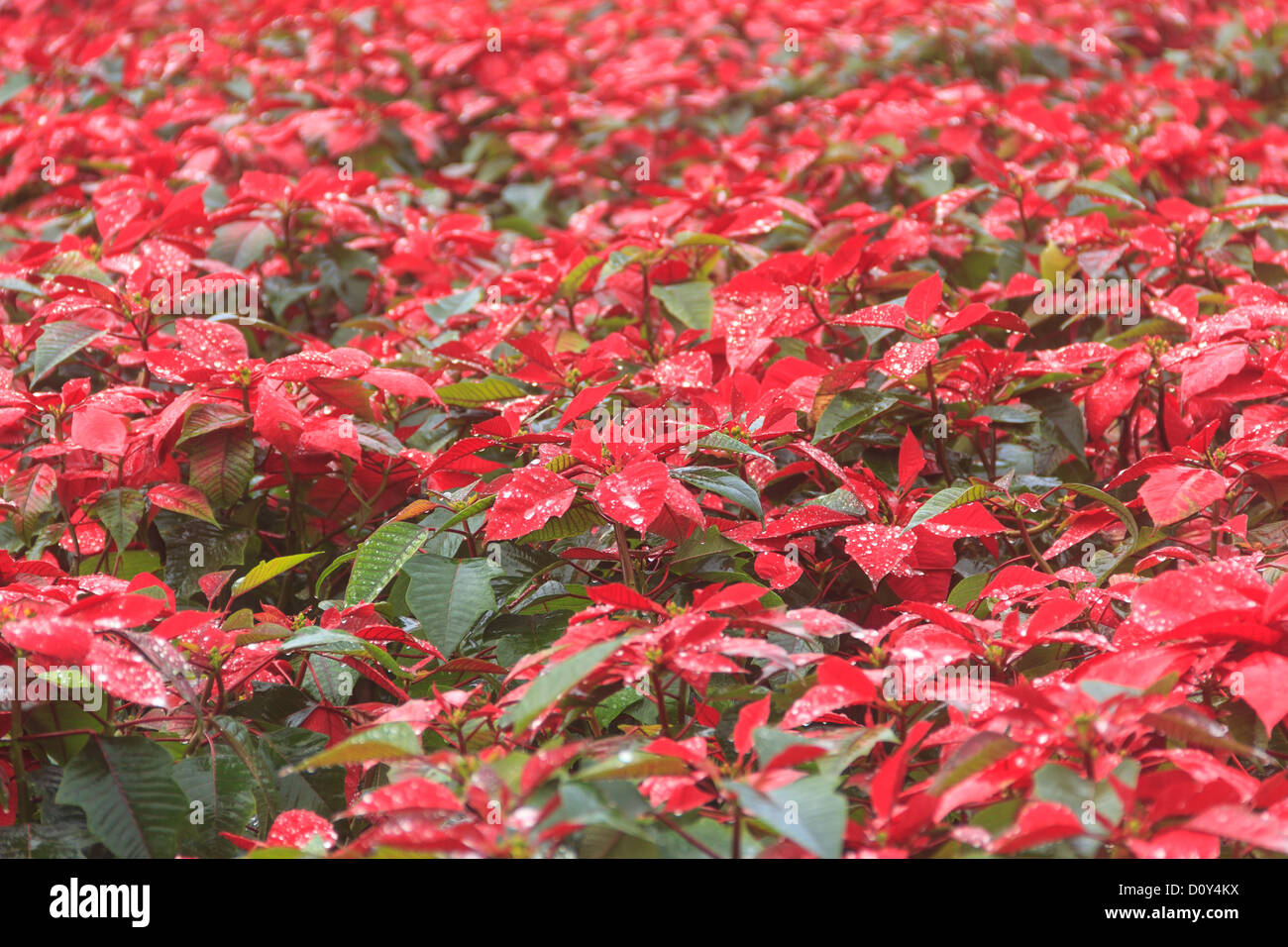 red poinsettia garden with green leaves christmas flower stock photo royalty free image red poinsettia garden with green leaves christmas flower stock photo royalty free image