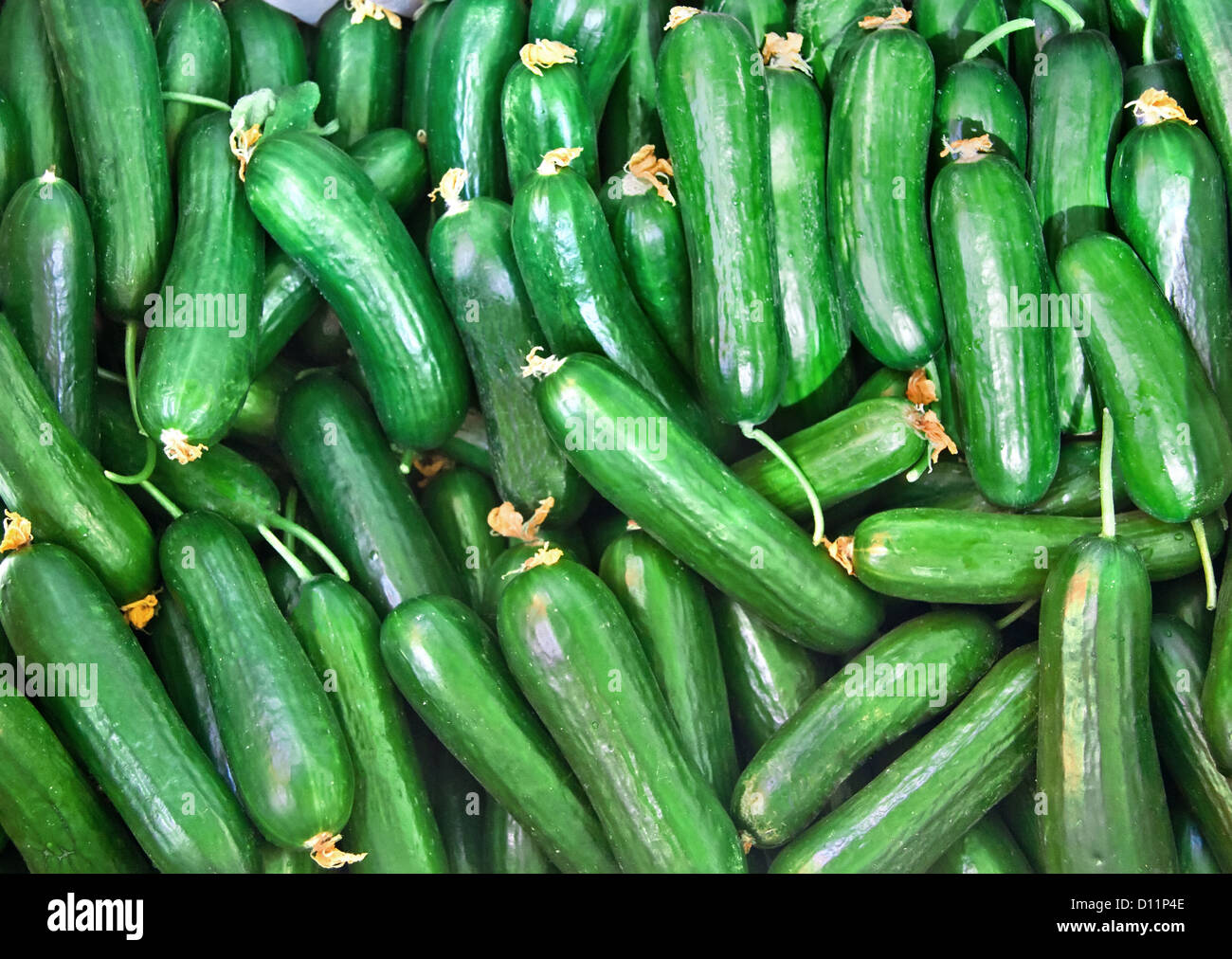 Organic Fresh Cucumbers Stock Photo, Royalty Free Image 52285086 Alamy
