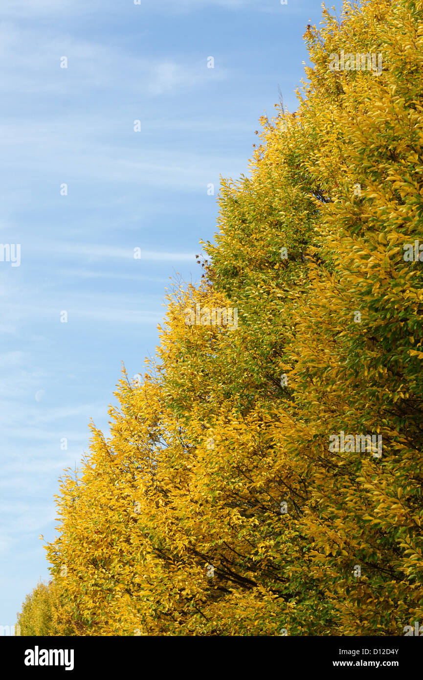 diagonal-autumn-tree-and-blue-sky-vancou