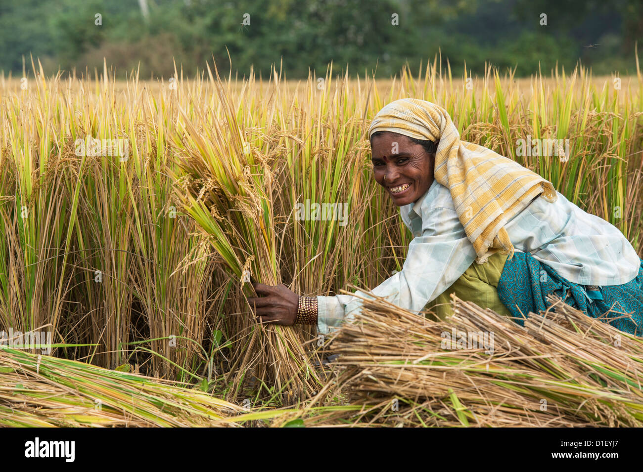 sickle for harvesting rice