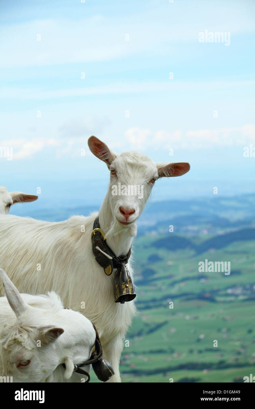 Swiss Goats on the Mountain Hoher Kasten in the Appenzell Alps Stock