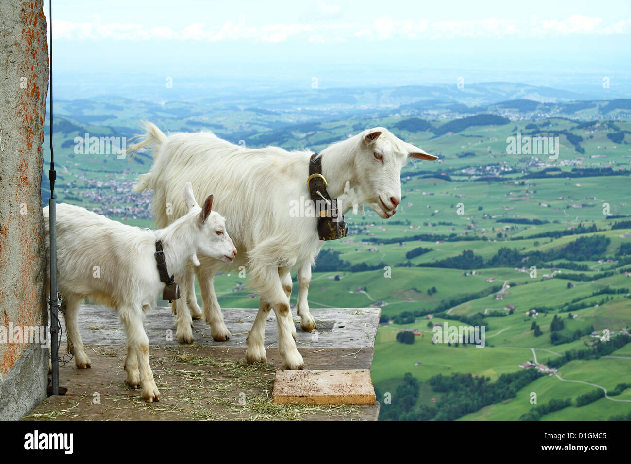 Swiss Goats on the Mountain Hoher Kasten in the Appenzell Alps