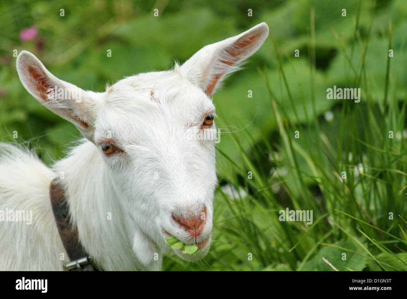 Swiss Goats on the Mountain Hoher Kasten in the Appenzell Alps Stockfoto, Lizenzfreies Bild