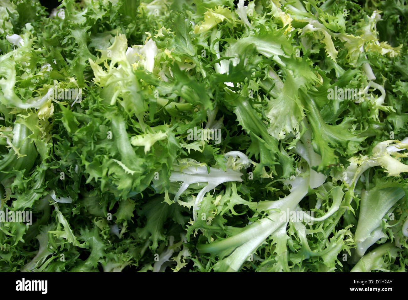 Iceberg lettuce leaves Stock Photo, Royalty Free Image 52620819 Alamy