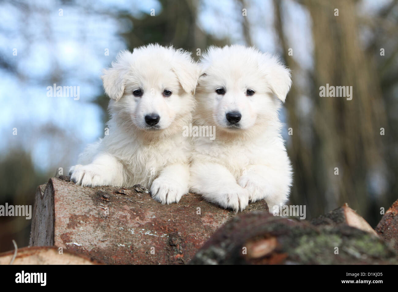 berger blanc suisse puppies white swiss shepherd berger blanc suisse two puppies together stock photo berger blanc suisse puppies white swiss shepherd berger blanc suisse two puppies together stock photo