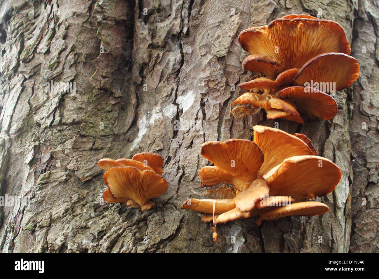Orange fungus on tree trunk Stock Photo, Royalty Free Image 52713144