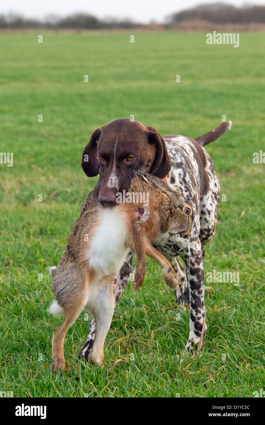 German Wirehaired Pointer Fetching A Hare Stock Photo 52847968