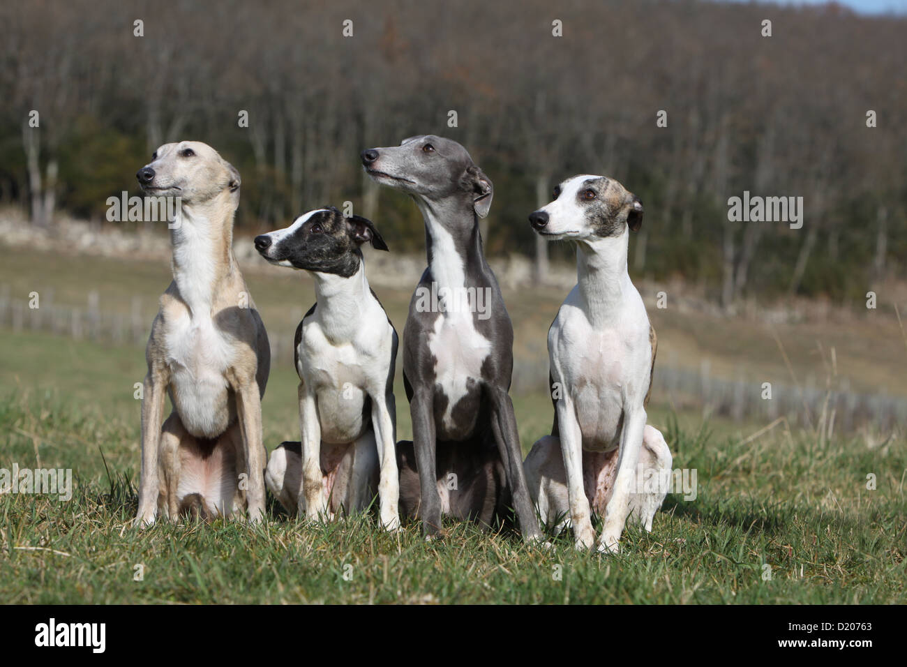 Dog Whippet (English Greyhound Miniature) four adults different Stock