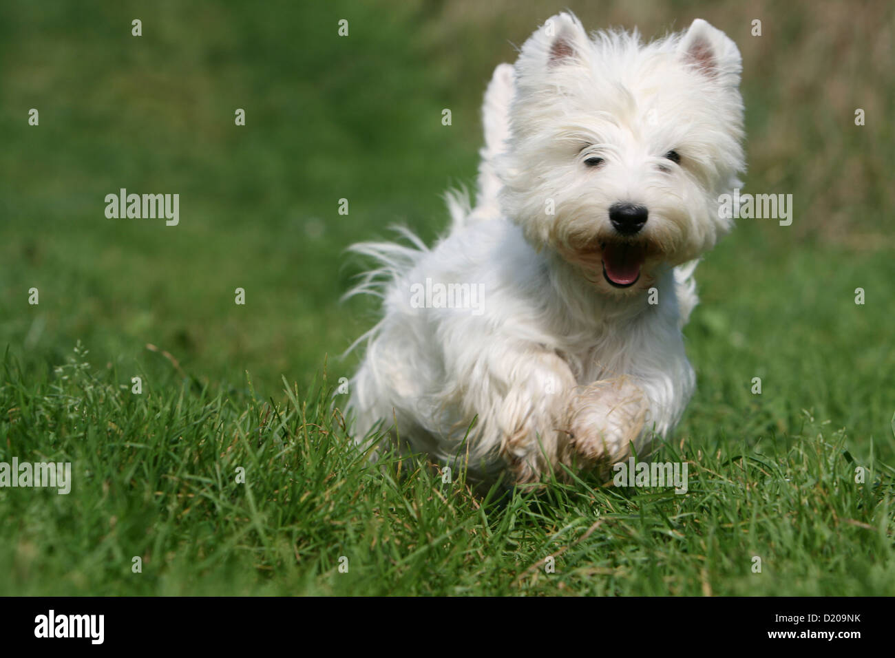 Dog West Highland White Terrier / Westie adult running face Stock Photo