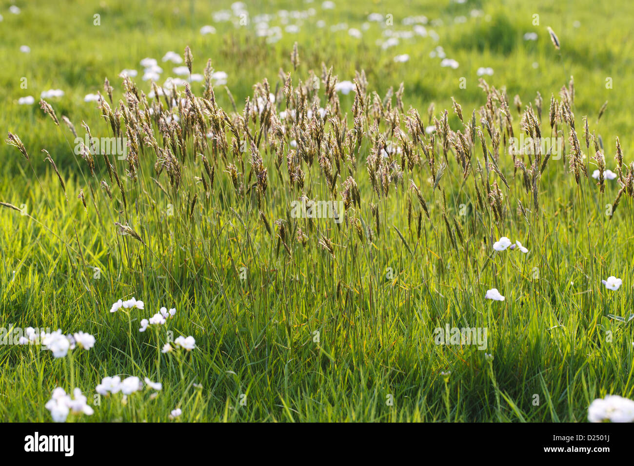 Sweet Vernal Grass (Anthoxanthum odoratum) flowering, growing in Stock