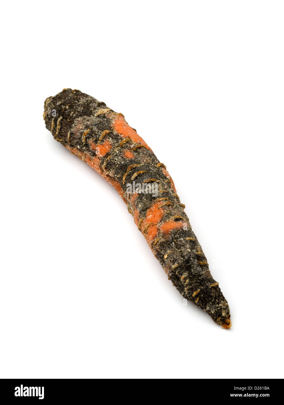 Rotten carrot isolated on white background Stock Photo, Royalty Free