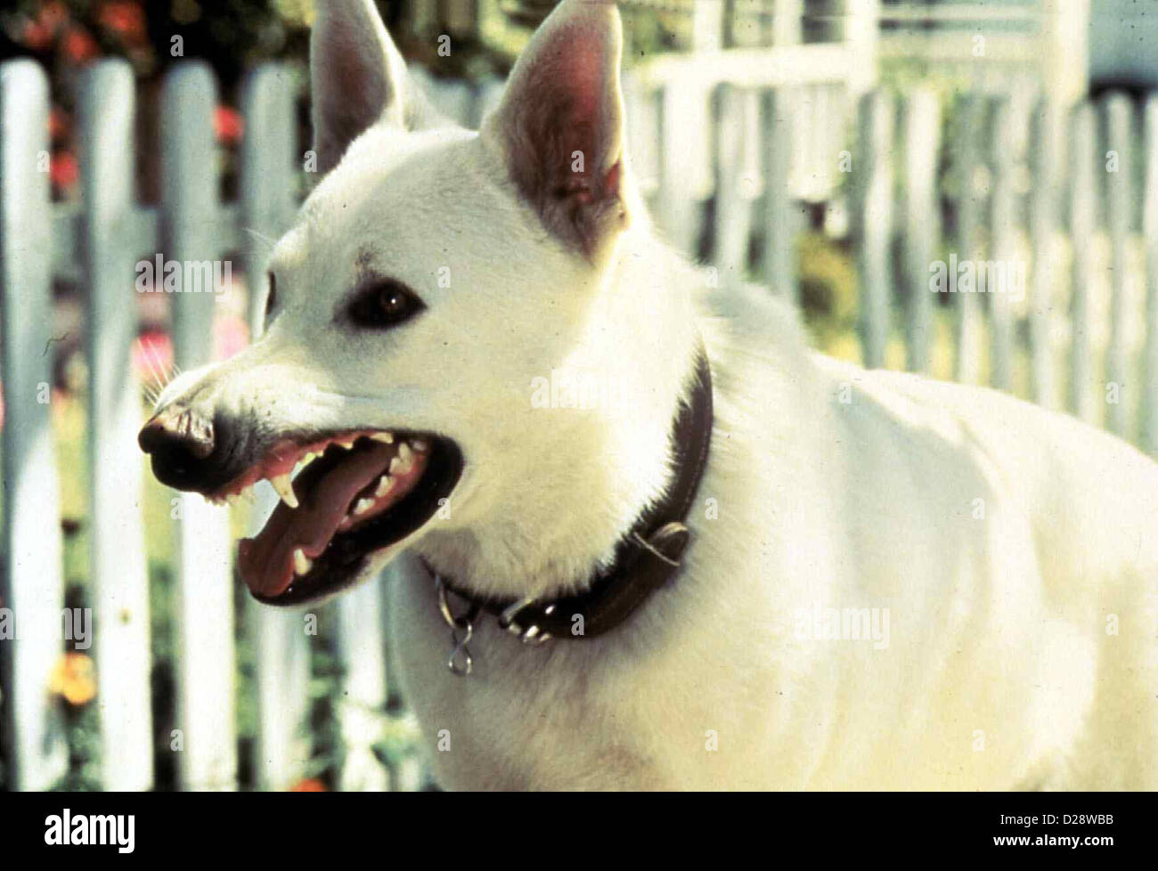 Der Weisse Hund Von Beverly Hills White Dog Doch die Gehirnwaesche