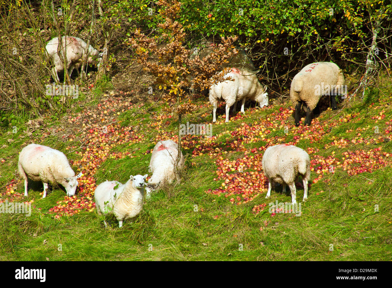 sheep-eating-the-fallen-red-apples-D29MDX.jpg