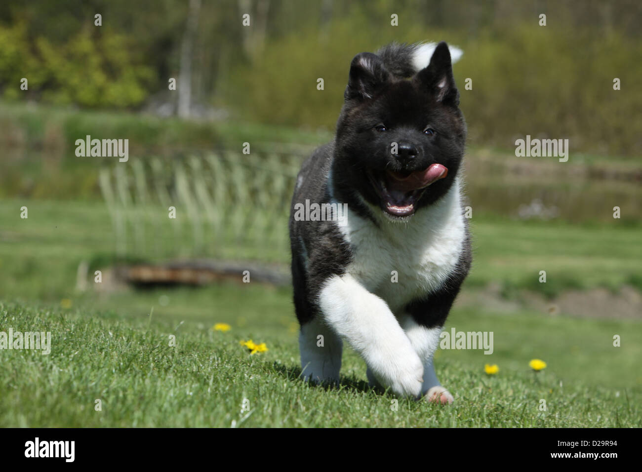 Dog American Akita / Great Japanese Dog puppy running in a garden Stock