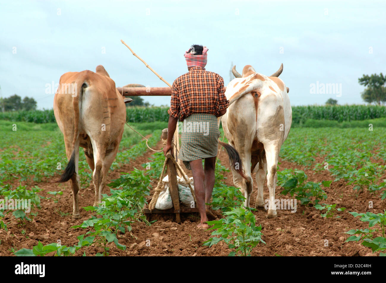 Conventional Way Farming Farmer Loosening Soil Weeding Help Oxes Stock