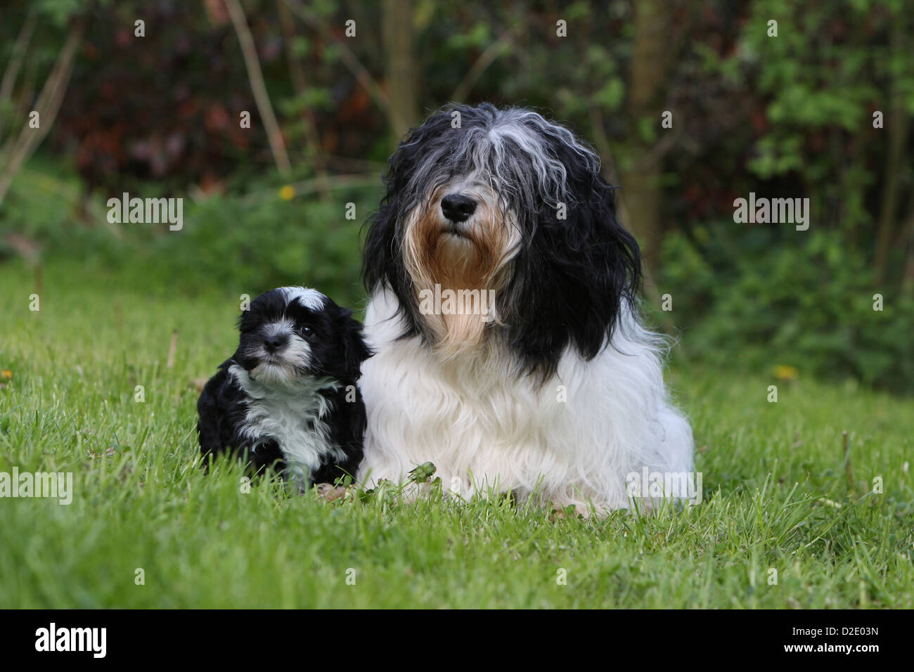 Havanese Adult 62