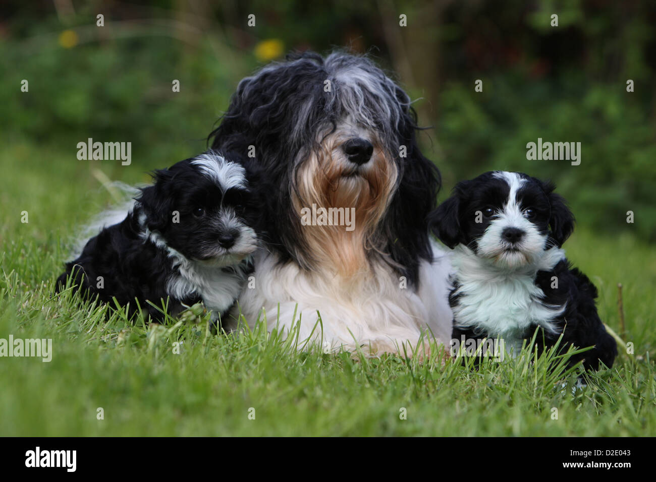 Havanese Adult 44