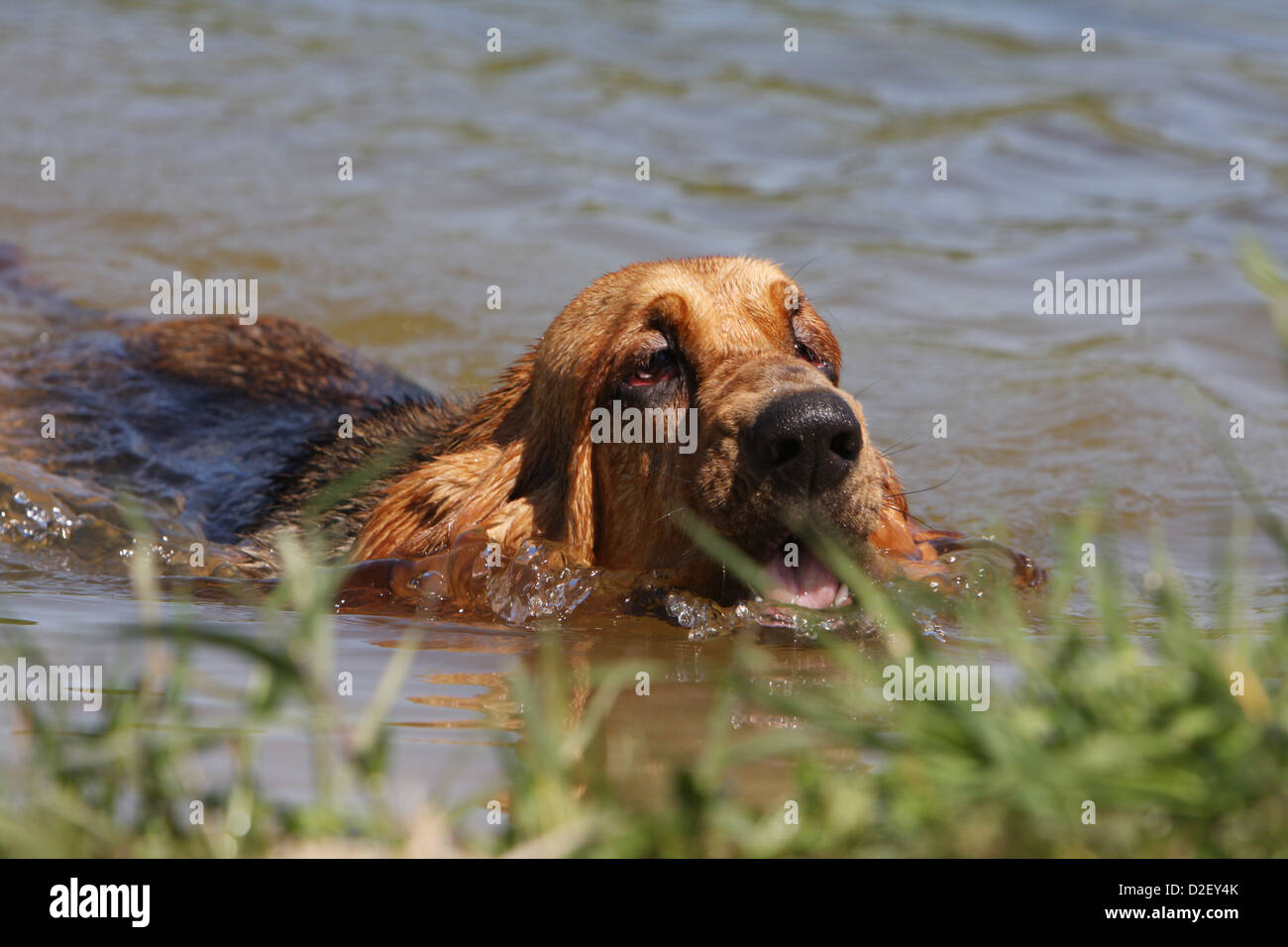 Dog Bloodhound / Chien De Saint-hubert Adult Swimming In A Dog Bloodhound / Chien De Saint-hubert Adult Swimming In A