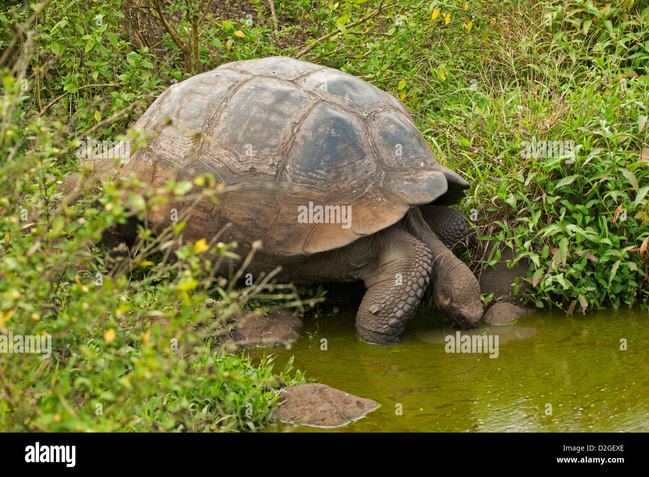 Galapagos Tortoise drinking water in a pond Stock Photo, Royalty Free