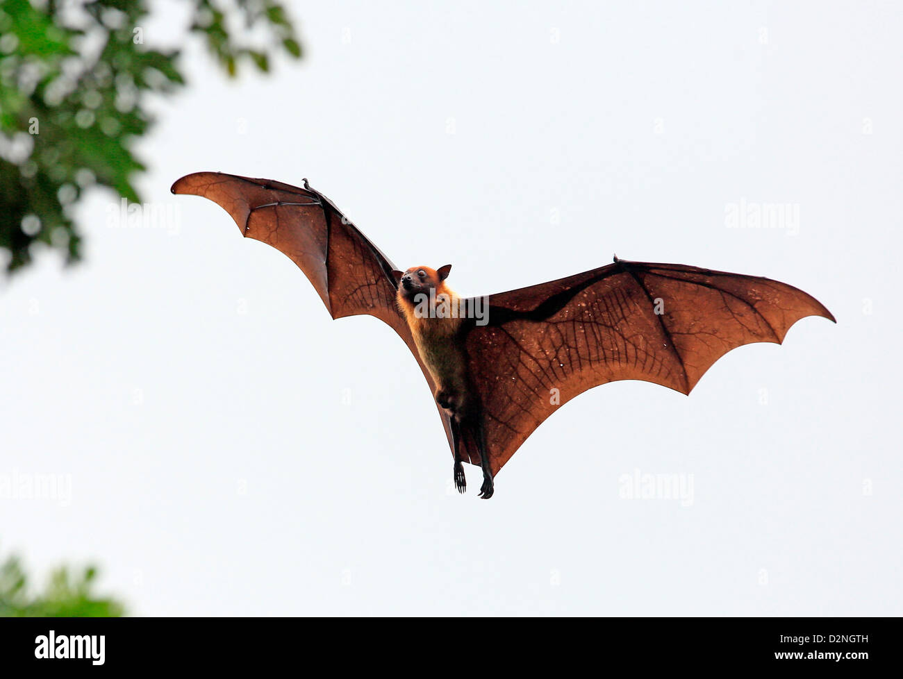 Fruit bat (flying fox) in Tissamaharama, Sri Lanka Stock Photo, Royalty ...