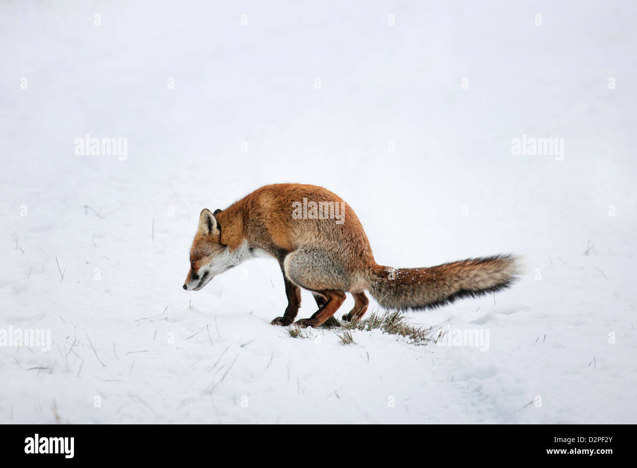 Red Fox (vulpes Vulpes) Urinating In The Snow In Winter To Mark Stock