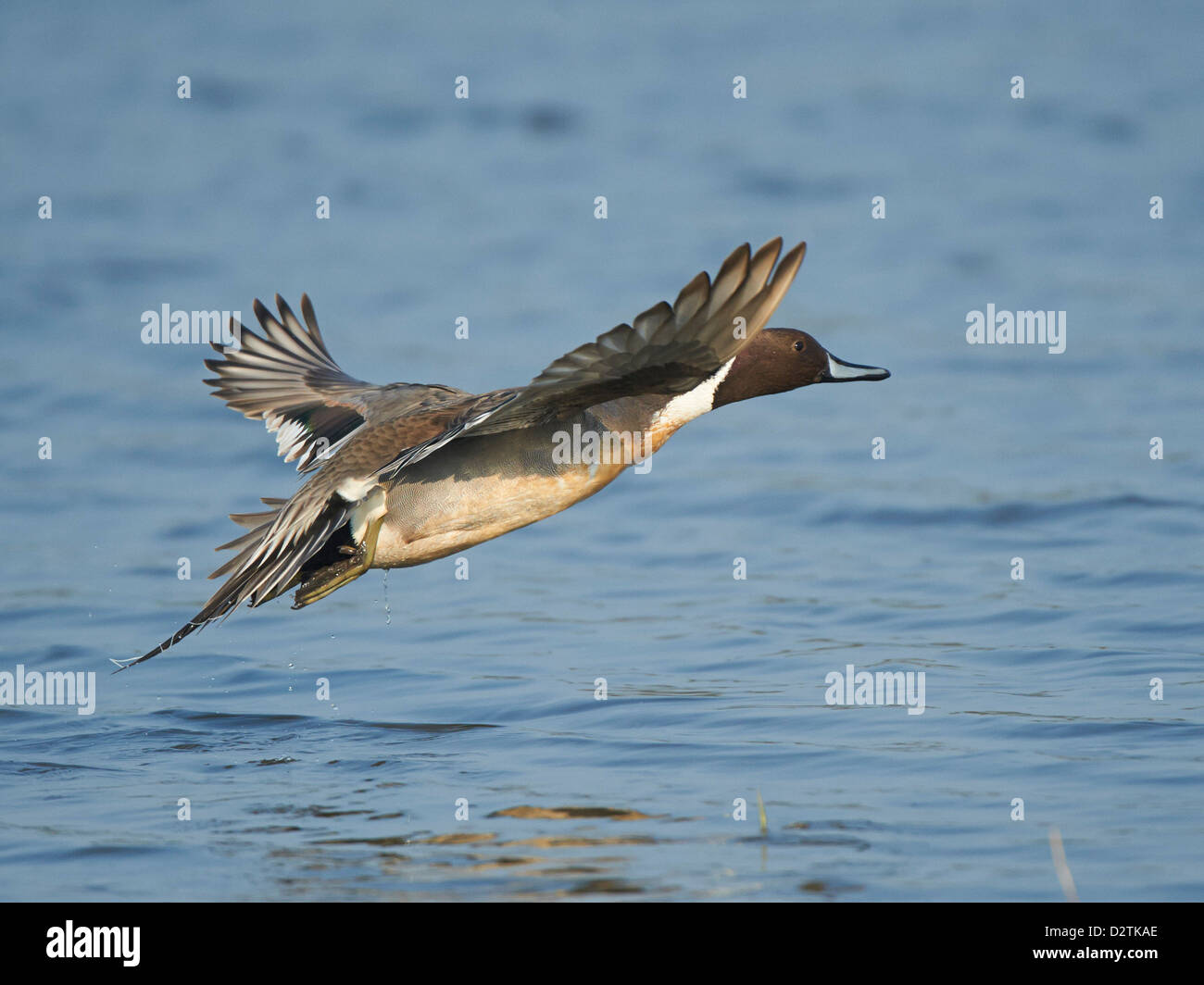 Pintail In Flight Stock Photo Alamy