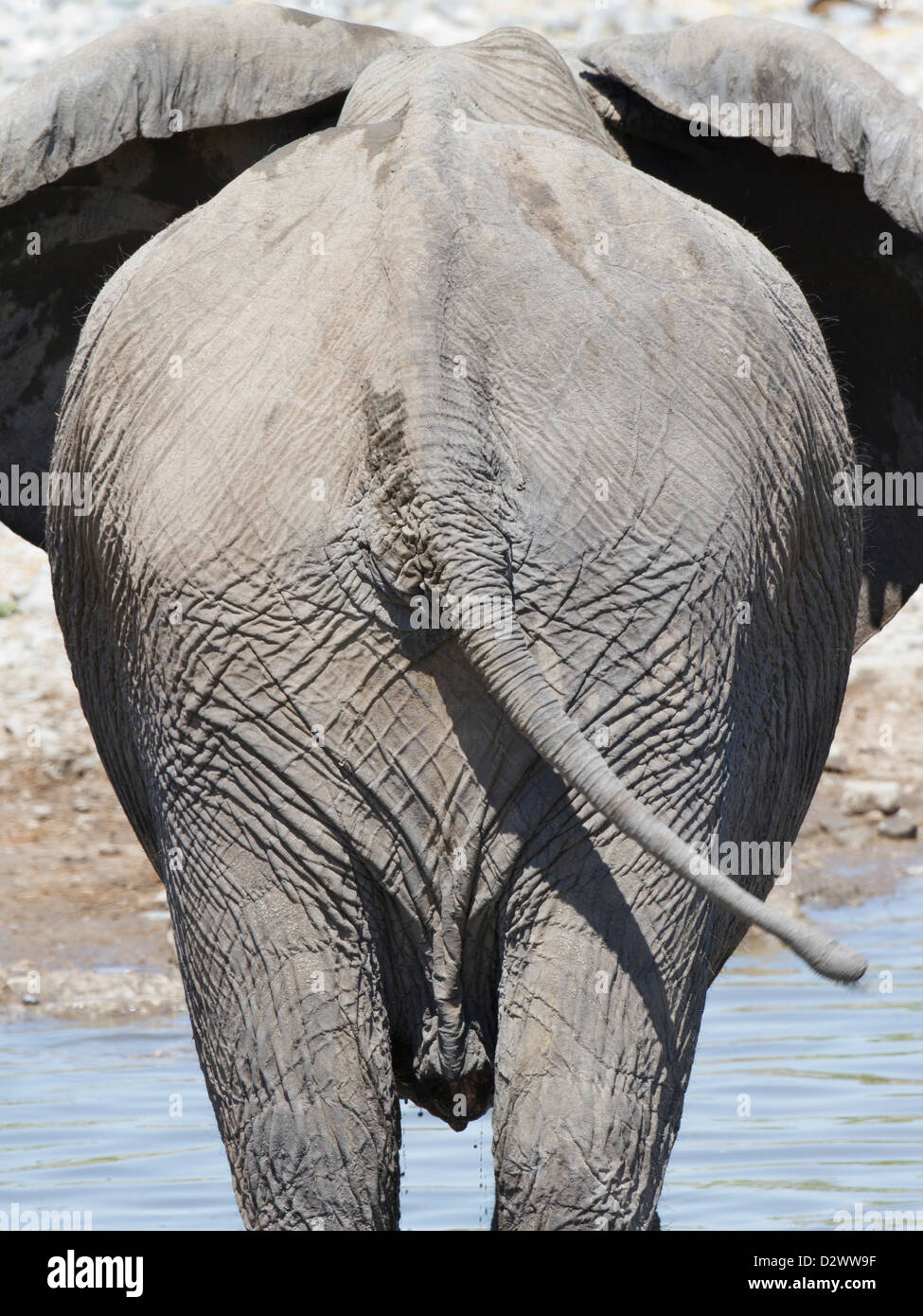 View of the back end of an elephant Stock Photo, Royalty Free Image