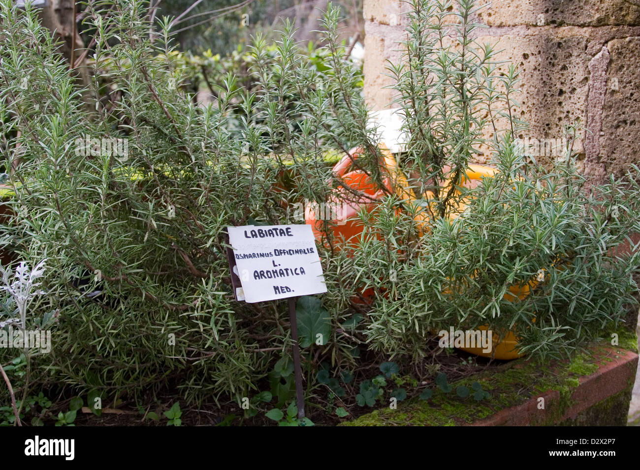 Rosmarinus Officinalis Garden Hi Res Stock Photography And Images Alamy