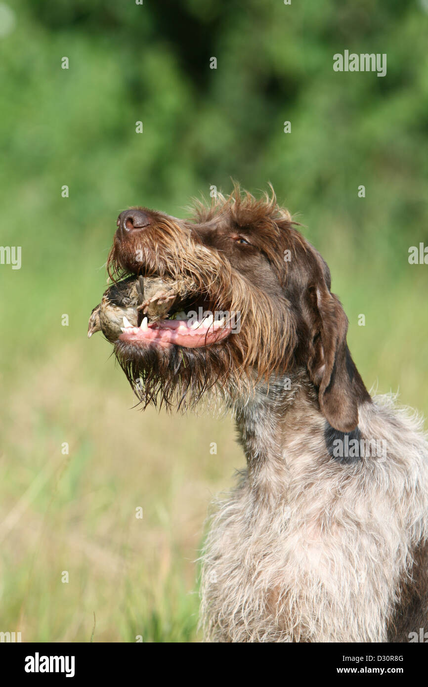 Dog Wirehaired Pointing Griffon / Korthals Griffon adult Dog Wirehaired Pointing Griffon / Korthals Griffon adult