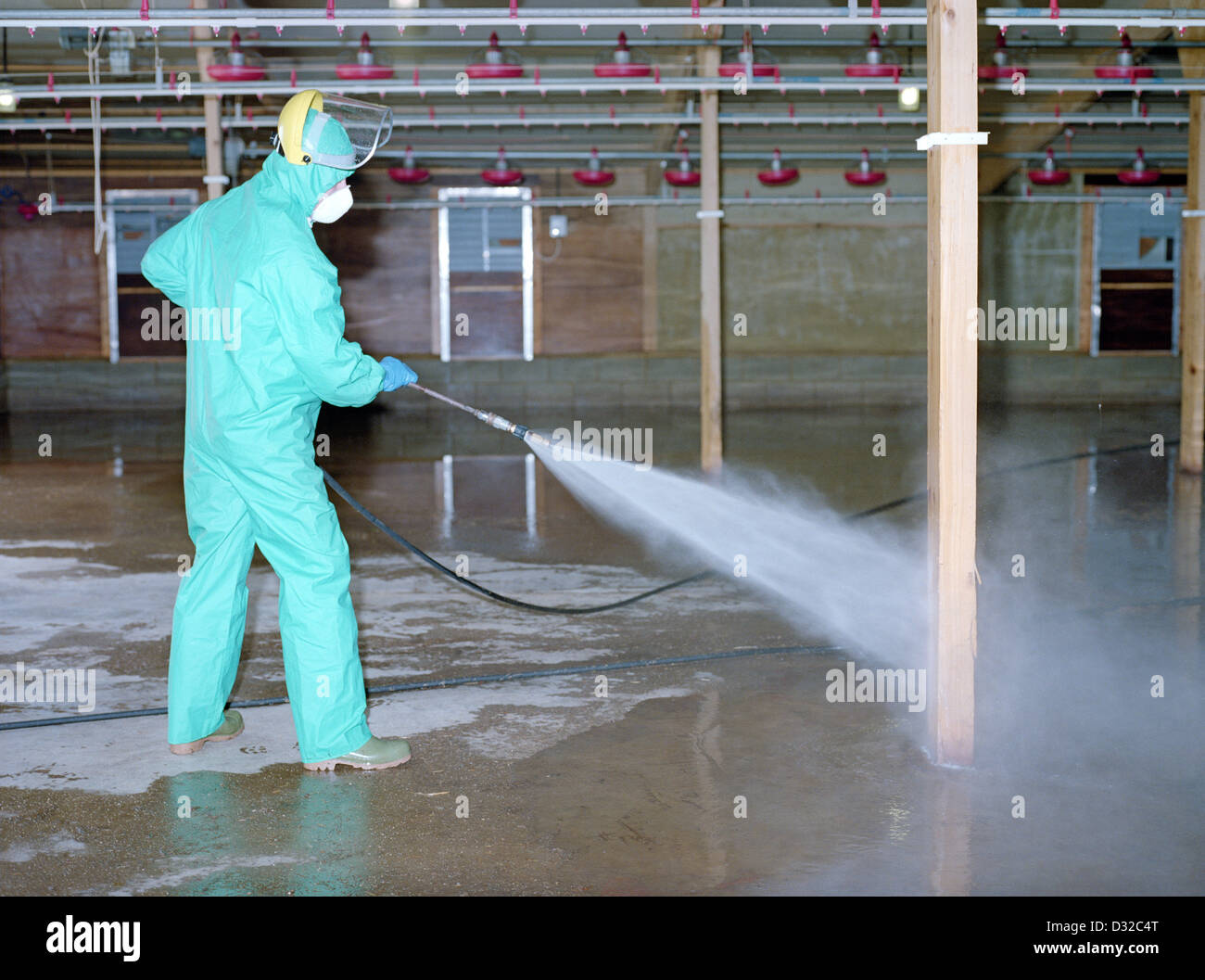 Person wearing protective clothing disinfecting poultry unit Stock