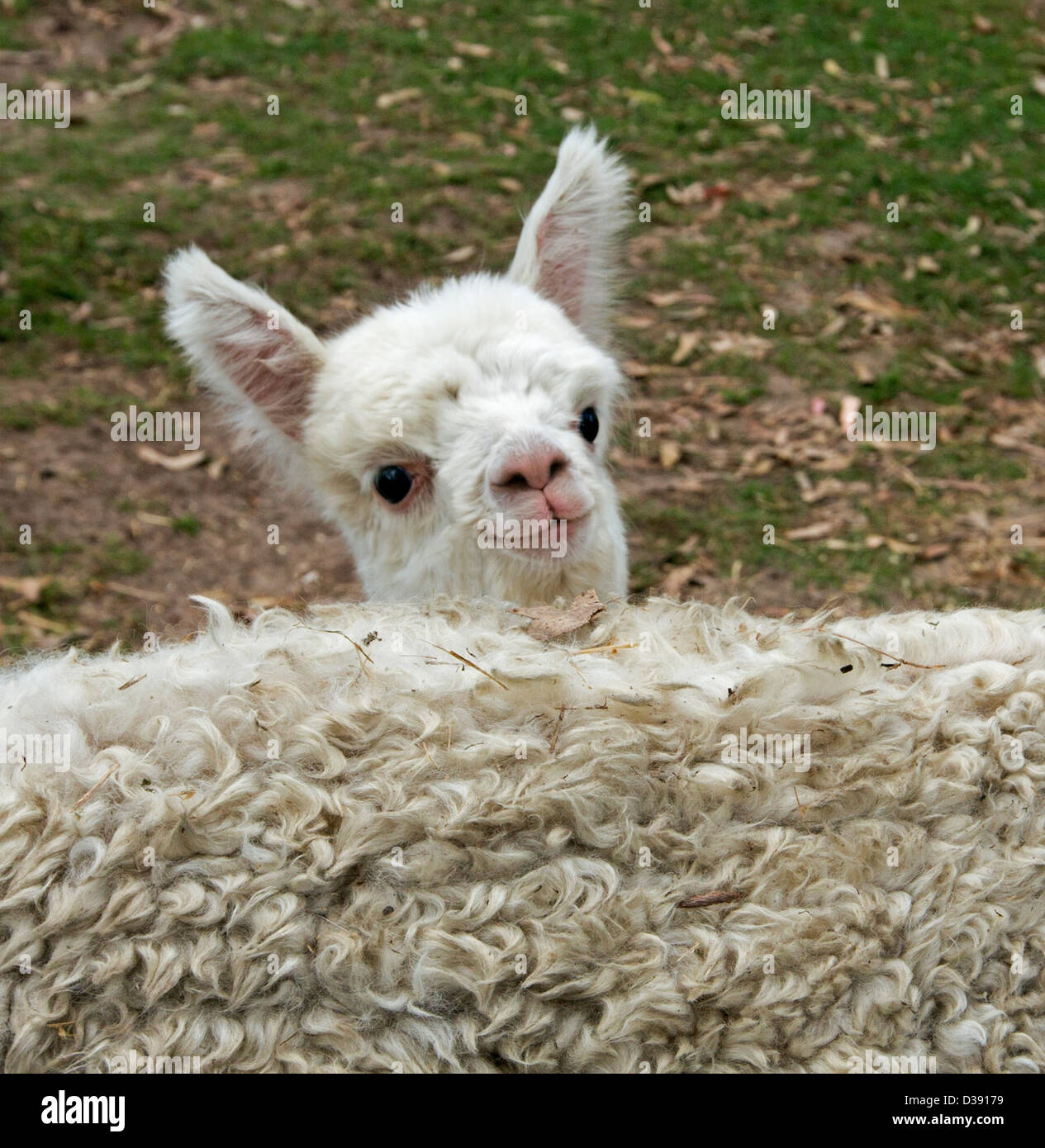 Alpaca dating website